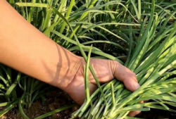 为什么现在大部分人说知识付费是在割韭菜？