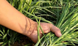 为什么现在大部分人说知识付费是在割韭菜？